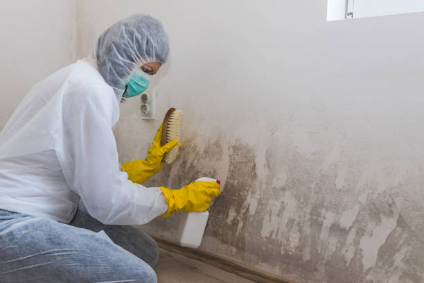 Best Mold Remediation for Healthcare Facilities  in Butte, AK